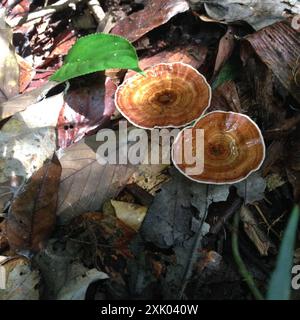 Champignons jaunes à micropores (Microporus xanthopus) Banque D'Images