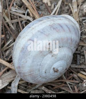 Escargot de lait (Otala lactea) mollusque Banque D'Images