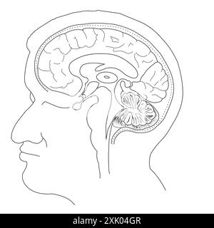 Illustration vectorielle en coupe transversale du cerveau humain sans étiquette Illustration de Vecteur