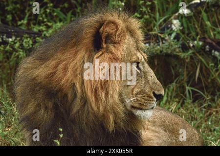 Kenyan Lions Kenya Afrique de l'est Banque D'Images