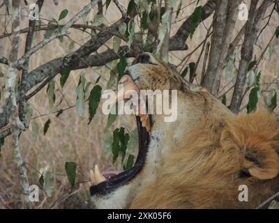 Kenyan Lions Kenya Afrique de l'est Banque D'Images