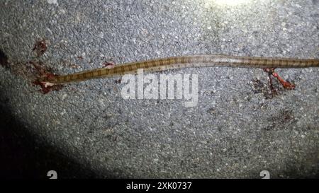 Serpent royal des Prairies (Lampropeltis calligaster) Reptilia Banque D'Images