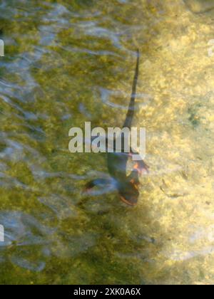 Newt à ventre rouge (Taricha rivularis) Amphibia Banque D'Images