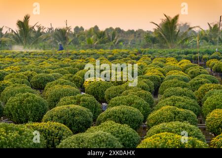 Vue du jardin de fleurs de sa Dec dans la province de Dong Thap, Vietnam. Il est célèbre dans le delta du Mékong, préparant des fleurs de transport au marché pour la vente à Tet ho Banque D'Images