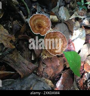 Champignons jaunes à micropores (Microporus xanthopus) Banque D'Images