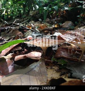 Champignons jaunes à micropores (Microporus xanthopus) Banque D'Images