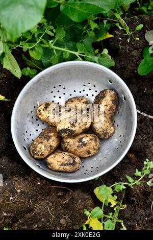 Pommes de terre creusées (Solanum tuberosum) à Colander sur Garden Chard Somerset Angleterre royaume-uni Banque D'Images