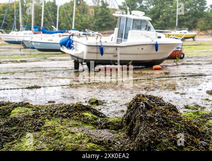 Focus étroit et sélectif sur les roches couvertes d'algues dans le port de Watermouth à marée basse Banque D'Images
