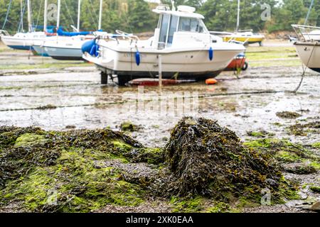 Focus étroit et sélectif sur les roches couvertes d'algues dans le port de Watermouth à marée basse Banque D'Images