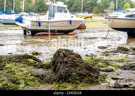 Focus étroit et sélectif sur les roches couvertes d'algues dans le port de Watermouth à marée basse Banque D'Images