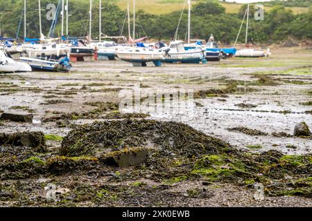 Focus étroit et sélectif sur les roches couvertes d'algues dans le port de Watermouth à marée basse Banque D'Images