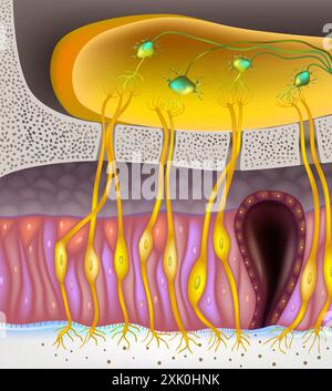 Anatomie olfactive du bulbe. Cellules réceptrices de l'épithélium. Cellules de la muqueuse nasale Illustration de Vecteur