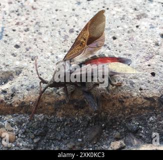 (Calcarateur Piezogaster) Insecta Banque D'Images