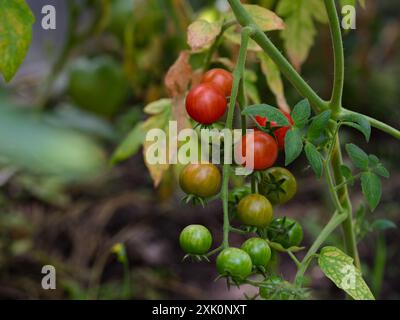 Vigne de tomates cerises mûrissent sur un plant de tomate dans la serre Banque D'Images