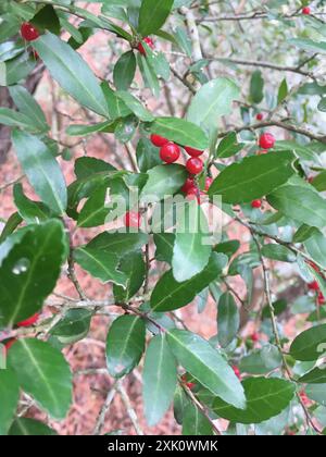 Yaupon Holly (Ilex vomitoria) Plantae Banque D'Images