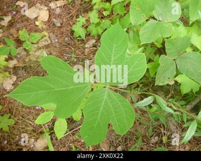 Haricot de Kudzu (Pueraria montana lobata) Plantae Banque D'Images