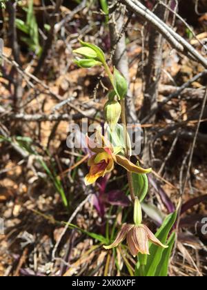 Orchidée de ruisseau (Epipactis gigantea) Plantae Banque D'Images