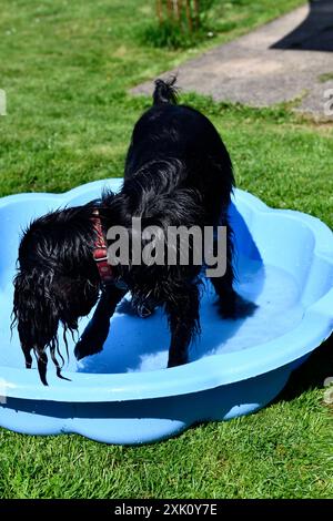 Cocker Spaniel (canis lupus familiaris) dans un bain d'eau lors d'une chaude journée d'été à Chard Somerset Angleterre Banque D'Images