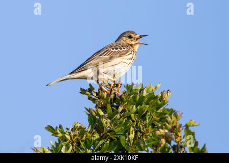 Arbre Pipit chantant du haut d'un arbre sur Dartmoor Banque D'Images