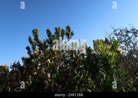 Lanceleaf Sugarbush (Protea lanceolata) Plantae Banque D'Images