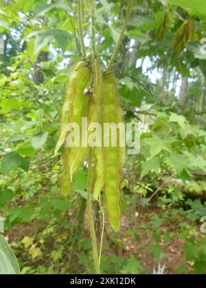 Haricot de Kudzu (Pueraria montana lobata) Plantae Banque D'Images