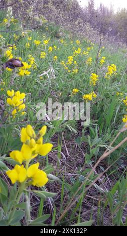 Haricot doré (Thermopsis rhombifolia) Plantae Banque D'Images