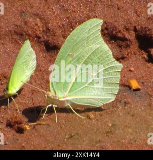 Insecta au soufre angulaire blanc (Anteos cllorinde) Banque D'Images