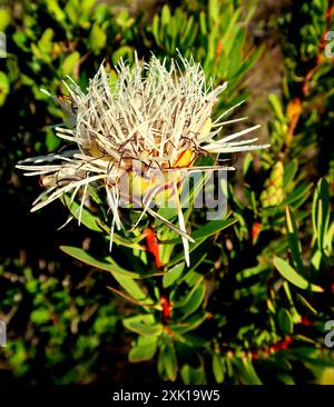 Lanceleaf Sugarbush (Protea lanceolata) Plantae Banque D'Images