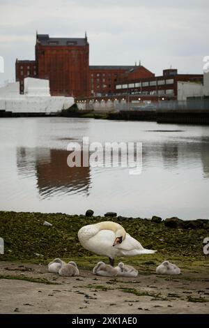 Une famille de cygnes lit pour la nuit dans la zone des docks de Grimsby. Située dans le nord-est du Lincolnshire, la ville est l'une des plus défavorisées du pays. Alors que la Grande-Bretagne se prépare à une élection générale, le vote dans ces bastions du « mur rouge » sera un facteur déterminant dans le résultat des élections. ©Justin Griffiths-Williams 00442085339882 00447850053473 Banque D'Images