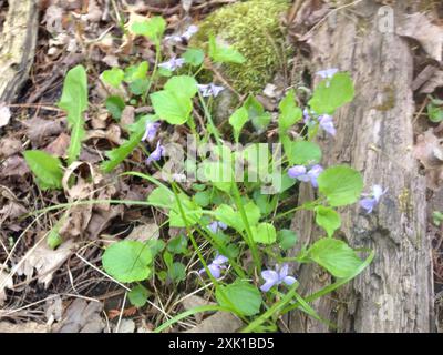 Violet de Labrador (Viola labradorica) Plantae Banque D'Images