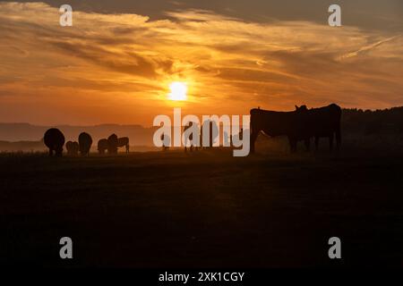 Un troupeau de vaches sur Kingston Ridge dans les South Downs, silhouetté par un ciel de coucher de soleil Banque D'Images