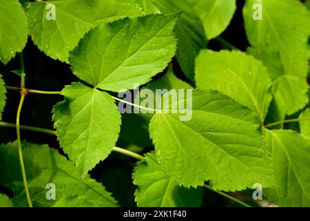 (Aralia bicrenata) Plantae Banque D'Images
