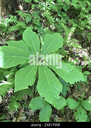 Fraser Magnolia (Magnolia fraseri) Plantae Banque D'Images