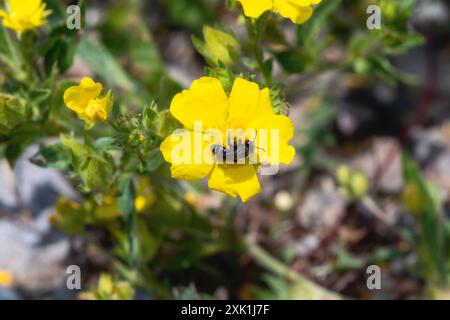 Une abeille cellophane (genre Colletes) avec des rayures noires et blanches fourrées recueille le pollen d'une fleur jaune vif dans un champ de fleurs sauvages dans le Wyoming. Banque D'Images