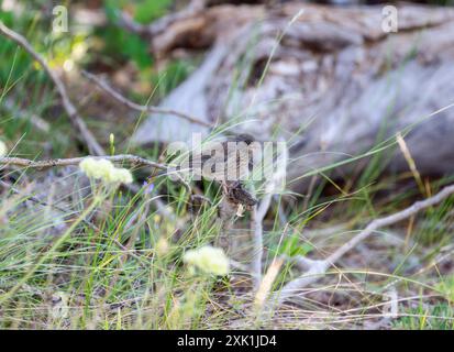 Junco juvénile aux yeux noirs (Junco hyemalis) ; espèce d'oiseau commune au Wyoming ; perché sur une branche mince dans un champ d'herbes et de fleurs sauvages. Le b Banque D'Images