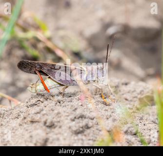 Un Pronotal Range Grasshopper (Cratypedes negectus) est représenté en vue rapprochée sur le sol dans le Wyoming. La sauterelle est orientée vers la droite et a Banque D'Images