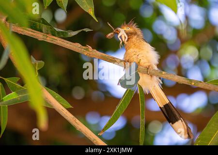 Goiania, Goias, Brésil – 20 juillet 2024 : un oiseau perché sur une branche d'arbre dévorant un gecko. Banque D'Images