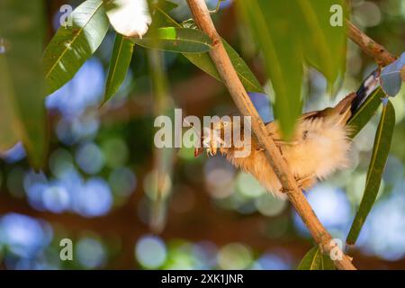 Goiania, Goias, Brésil – 20 juillet 2024 : un oiseau perché sur une branche d'arbre dévorant un gecko. Banque D'Images