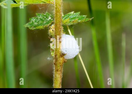 Un spittlebug ; un membre de la sous-famille des Aphrophorinae ; crée de la mousse sur une tige verte dans le Wyoming. La mousse ; créée par la nymphe ; agit comme un protecti Banque D'Images