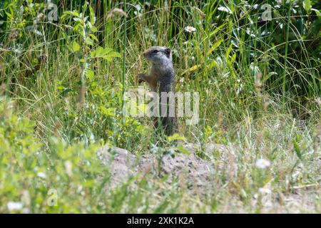 Un écureuil terrestre d'Uinta (Urocitellus armatus) se tient grand sur ses pattes arrière ; alerte et curieux ; au milieu d'un champ luxuriant d'herbe verte dans le Wyoming. Le carré Banque D'Images