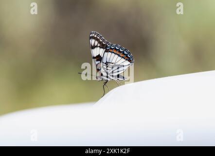 Un papillon amiral de Weidemeyer (Limenitis weidemeyerii) ; caractérisé par ses marques noires, blanches et orange ; repose sur une surface blanche avec i Banque D'Images