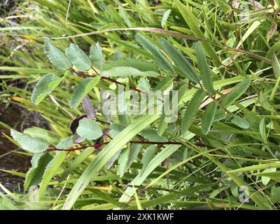 burnet canadien (Sanguisorba canadensis) Plantae Banque D'Images