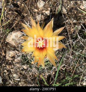 Cactus à mamelons rainurés (Coryphantha sulcata) Plantae Banque D'Images