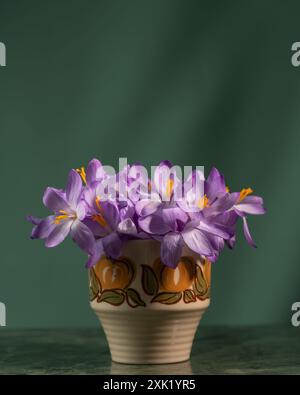 Mise en page créative avec des fleurs de crocus printanières dans un vase sur fond sombre. Concept Spring minimal. Banque D'Images