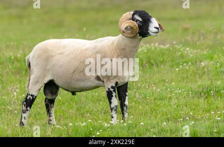 Un beau bélier Swaledale en été avec deux cornes bouclées, face à droite dans une prairie verdoyante. Cette race est originaire de la région de Swaledale dans le Yorkshi Banque D'Images