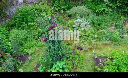 Violette clématite le président fleurit en fleur chat noir endormi dans le jardin de juillet dans le Carmarthenshire pays de Galles Royaume-Uni Grande-Bretagne KATHY DEWITT Banque D'Images