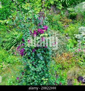 Violette clématite le président fleurit dans un jardin vert luxuriant juillet 2024 dans le Carmarthenshire pays de Galles Royaume-Uni Grande-Bretagne KATHY DEWITT Banque D'Images