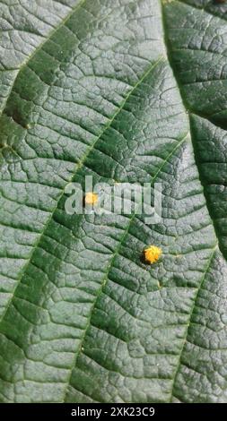 Framboise rouge rouille jaune (Phragmidium rubi-idaei) champignons Banque D'Images