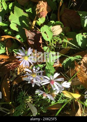 Aster de Lindley (Symphyotrichum ciliolatum) Plantae Banque D'Images