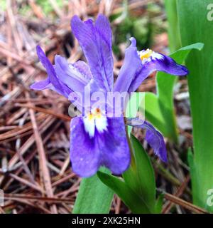 Lac nain Iris (Iris lacustris) Plantae Banque D'Images